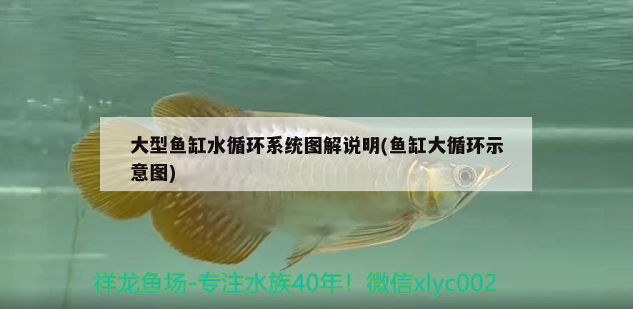 大型魚缸水循環(huán)系統(tǒng)圖解說明(魚缸大循環(huán)示意圖) 哥倫比亞巨暴魚苗