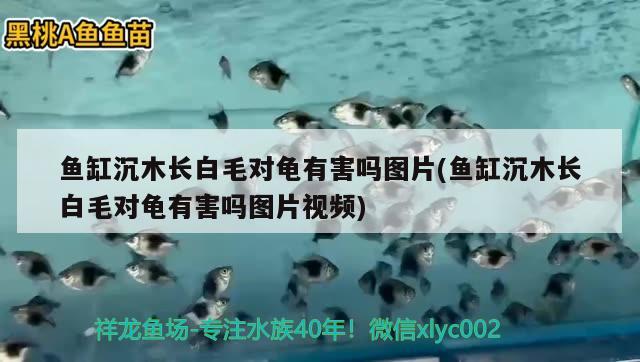 魚缸沉木長白毛對龜有害嗎圖片(魚缸沉木長白毛對龜有害嗎圖片視頻) 烏龜