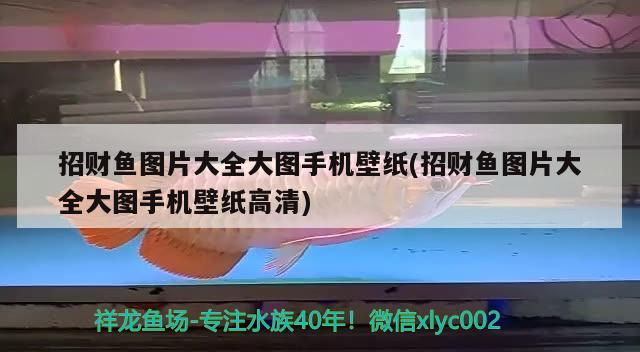 招財魚圖片大全大圖手機壁紙(招財魚圖片大全大圖手機壁紙高清)