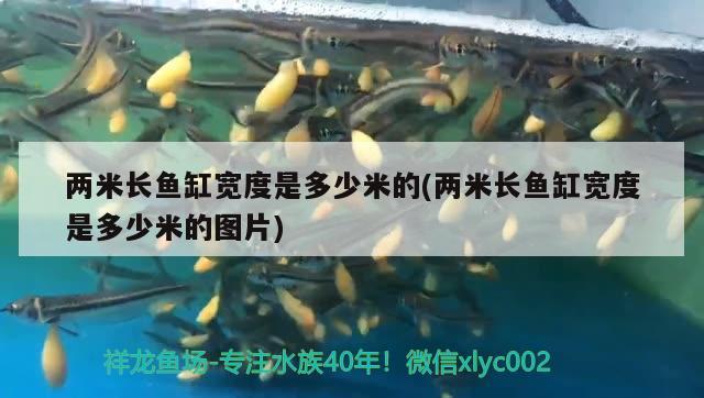 兩米長(zhǎng)魚(yú)缸寬度是多少米的(兩米長(zhǎng)魚(yú)缸寬度是多少米的圖片)