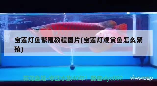 寶蓮燈魚繁殖教程圖片(寶蓮燈觀賞魚怎么繁殖) 觀賞魚