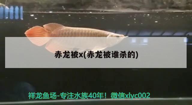 赤龍被x(赤龍被誰殺的) 觀賞魚