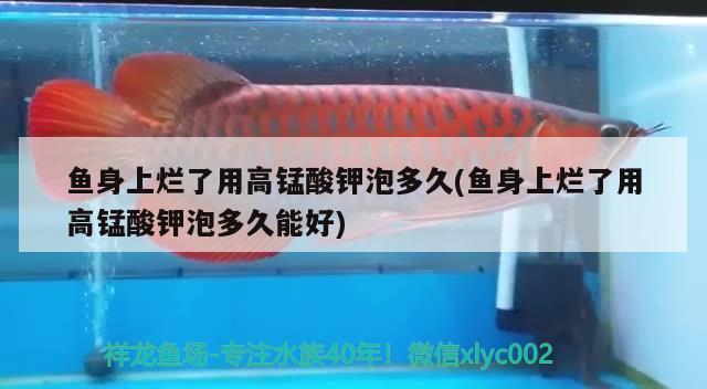 魚(yú)身上爛了用高錳酸鉀泡多久(魚(yú)身上爛了用高錳酸鉀泡多久能好) 觀賞魚(yú)