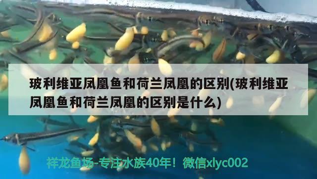 玻利維亞鳳凰魚和荷蘭鳳凰的區(qū)別(玻利維亞鳳凰魚和荷蘭鳳凰的區(qū)別是什么) 觀賞魚