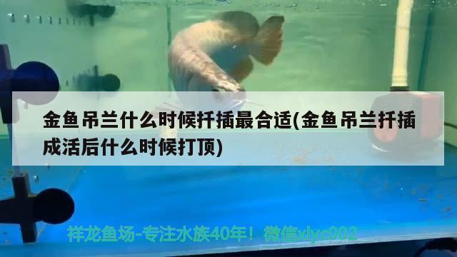 金魚吊蘭什么時候扦插最合適(金魚吊蘭扦插成活后什么時候打頂) 觀賞魚