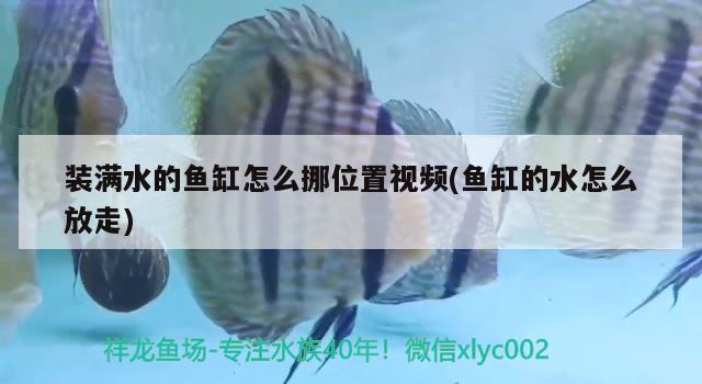 裝滿水的魚(yú)缸怎么挪位置視頻(魚(yú)缸的水怎么放走) 新加坡號(hào)半紅龍魚(yú)（練手級(jí)紅龍魚(yú)）