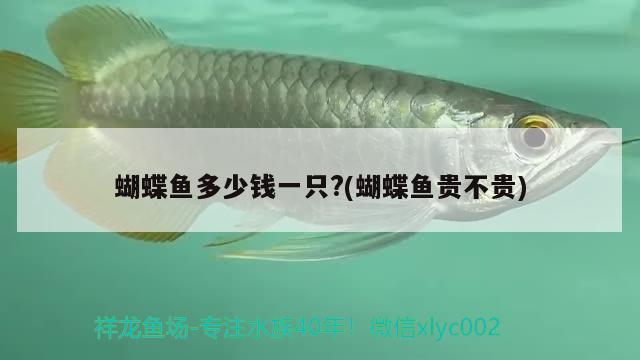 蝴蝶魚多少錢一只?(蝴蝶魚貴不貴)