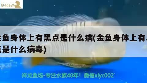 金魚身體上有黑點(diǎn)是什么病(金魚身體上有黑點(diǎn)是什么病毒)