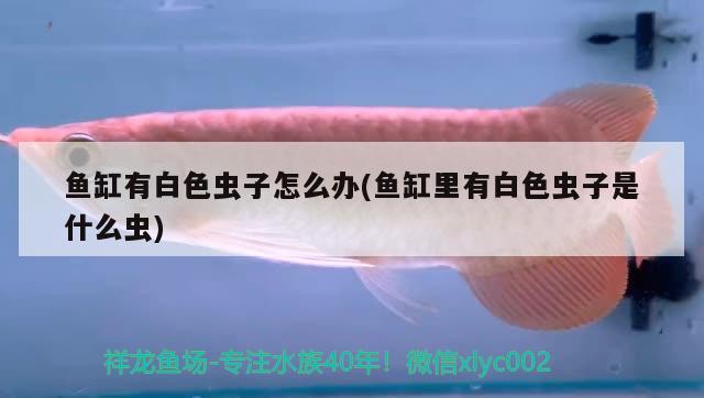 魚缸有白色蟲子怎么辦(魚缸里有白色蟲子是什么蟲)