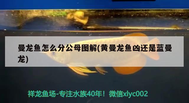 曼龍魚怎么分公母圖解(黃曼龍魚兇還是藍(lán)曼龍) 觀賞魚