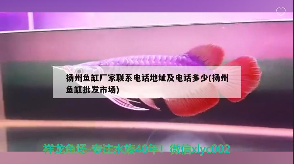 揚州魚缸廠家聯(lián)系電話地址及電話多少(揚州魚缸批發(fā)市場) 巴西亞魚