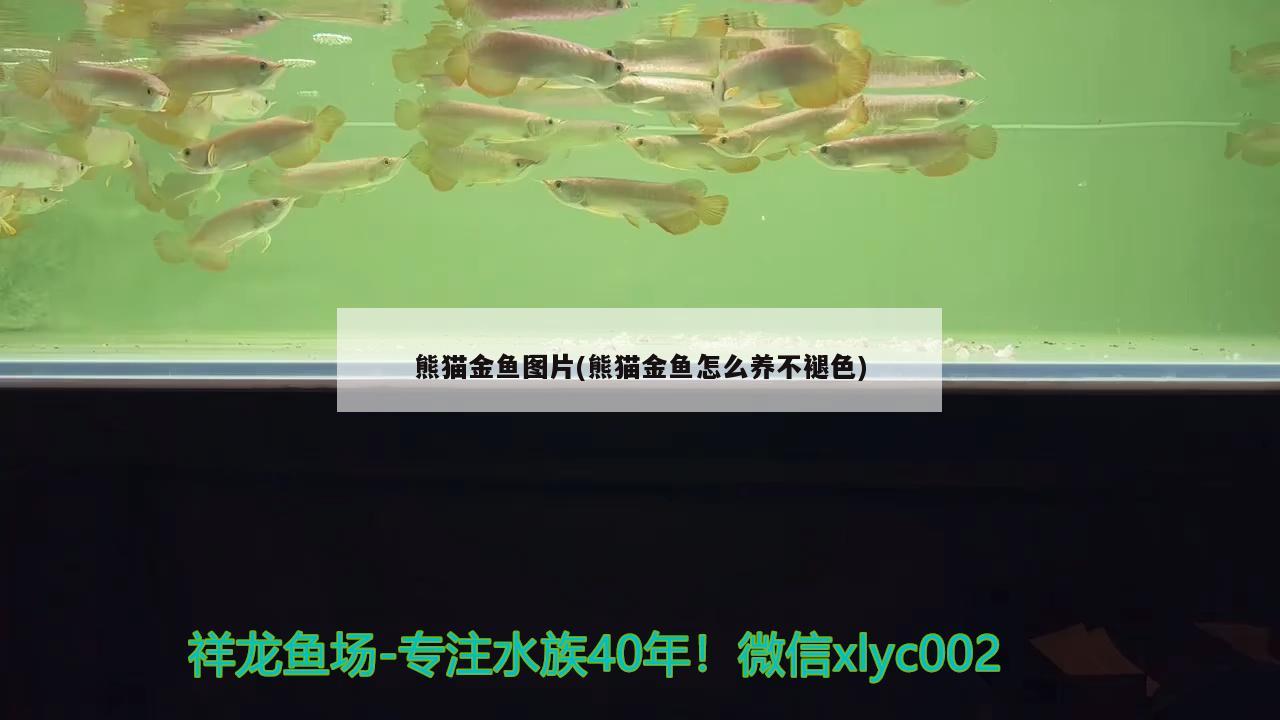 熊貓金魚圖片(熊貓金魚怎么養(yǎng)不褪色) 觀賞魚