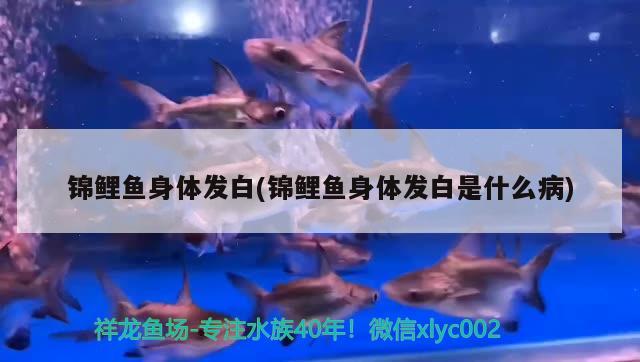 錦鯉魚身體發(fā)白(錦鯉魚身體發(fā)白是什么病)