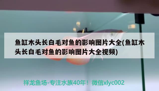 魚缸木頭長白毛對魚的影響圖片大全(魚缸木頭長白毛對魚的影響圖片大全視頻)