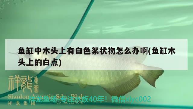 魚(yú)缸中木頭上有白色絮狀物怎么辦啊(魚(yú)缸木頭上的白點(diǎn))