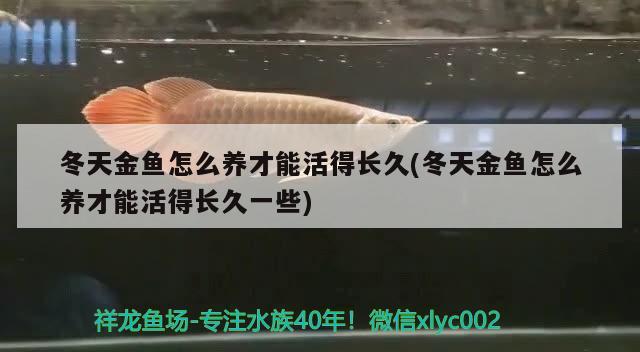 冬天金魚怎么養(yǎng)才能活得長久(冬天金魚怎么養(yǎng)才能活得長久一些)