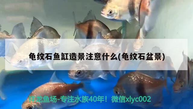 龜紋石魚缸造景注意什么(龜紋石盆景) 烏龜