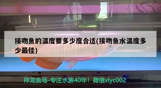 接吻魚的溫度要多少度合適(接吻魚水溫度多少最佳)