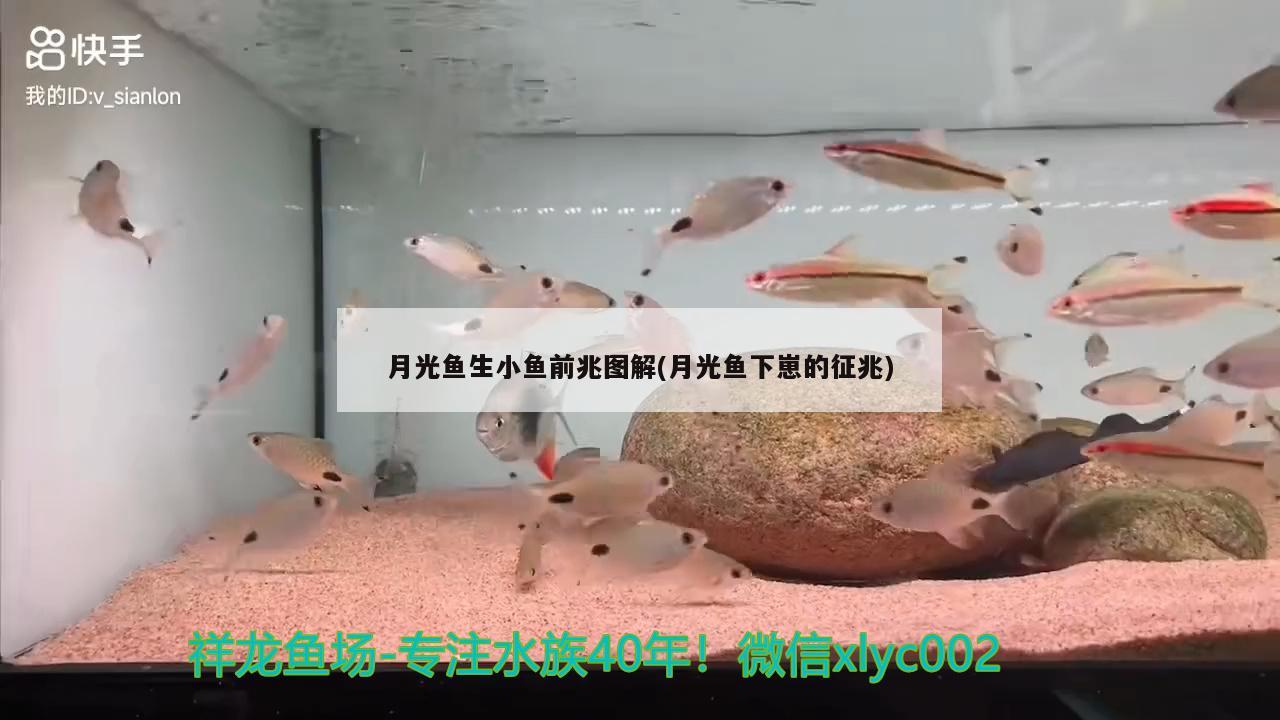 月光魚生小魚前兆圖解(月光魚下崽的征兆) 觀賞魚