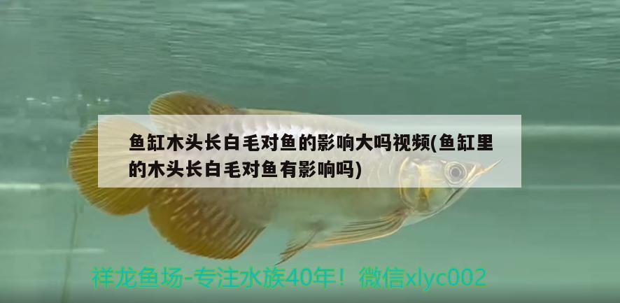 魚(yú)缸木頭長(zhǎng)白毛對(duì)魚(yú)的影響大嗎視頻(魚(yú)缸里的木頭長(zhǎng)白毛對(duì)魚(yú)有影響嗎)