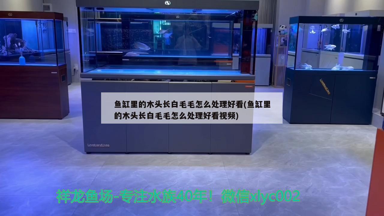 魚缸里的木頭長白毛毛怎么處理好看(魚缸里的木頭長白毛毛怎么處理好看視頻)