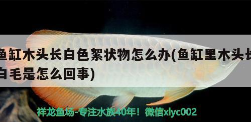 魚(yú)缸木頭長(zhǎng)白色絮狀物怎么辦(魚(yú)缸里木頭長(zhǎng)白毛是怎么回事) 養(yǎng)魚(yú)知識(shí)