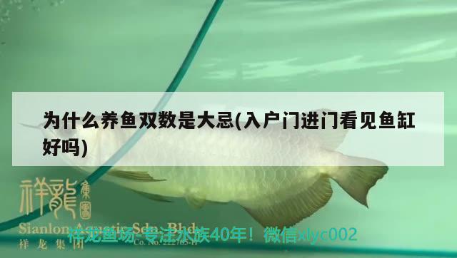 為什么養(yǎng)魚雙數(shù)是大忌(入戶門進門看見魚缸好嗎)