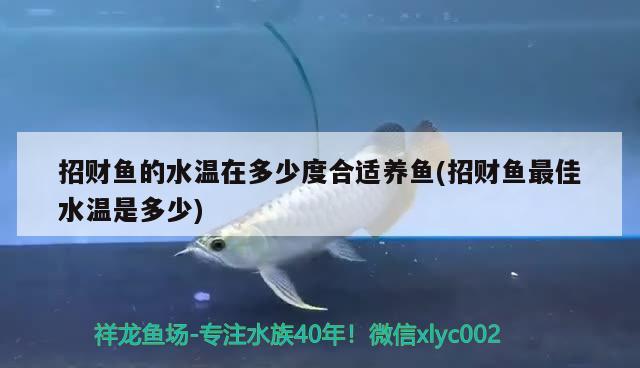 招財魚的水溫在多少度合適養(yǎng)魚(招財魚最佳水溫是多少) 觀賞魚 第1張