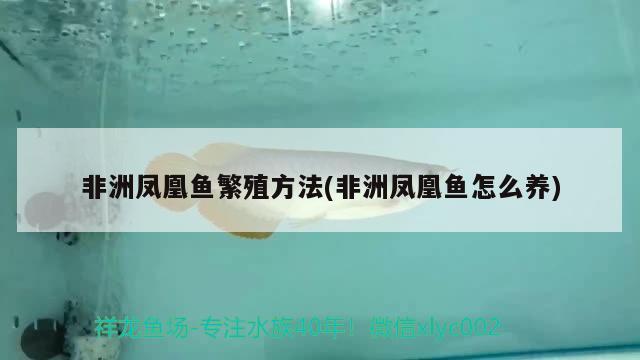 非洲鳳凰魚繁殖方法(非洲鳳凰魚怎么養(yǎng))