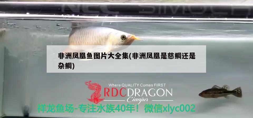 非洲鳳凰魚圖片大全集(非洲鳳凰是慈鯛還是雜鯛)