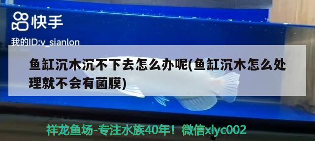 魚(yú)缸沉木沉不下去怎么辦呢(魚(yú)缸沉木怎么處理就不會(huì)有菌膜)