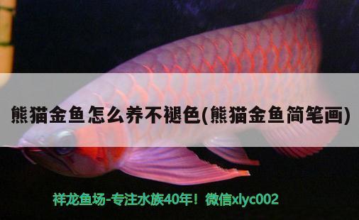 熊貓金魚怎么養(yǎng)不褪色(熊貓金魚簡(jiǎn)筆畫) 觀賞魚