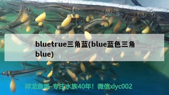 bluetrue三角藍(blue藍色三角blue)