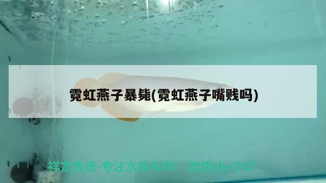 霓虹燕子暴斃(霓虹燕子嘴賤嗎) 觀賞魚(yú)