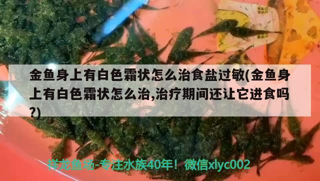 金魚身上有白色霜狀怎么治食鹽過敏(金魚身上有白色霜狀怎么治,治療期間還讓它進食嗎?)