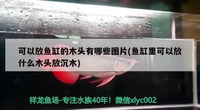 可以放魚缸的木頭有哪些圖片(魚缸里可以放什么木頭放沉木)