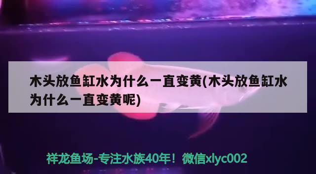 木頭放魚缸水為什么一直變黃(木頭放魚缸水為什么一直變黃呢)