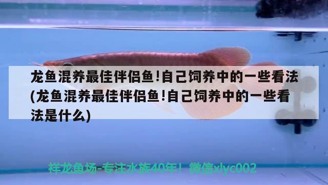 龍魚混養(yǎng)最佳伴侶魚!自己飼養(yǎng)中的一些看法(龍魚混養(yǎng)最佳伴侶魚!自己飼養(yǎng)中的一些看法是什么)