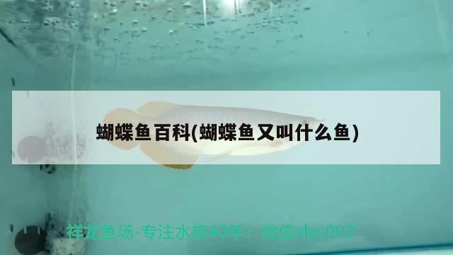 蝴蝶魚(yú)百科(蝴蝶魚(yú)又叫什么魚(yú)) 蝴蝶鯉 第2張