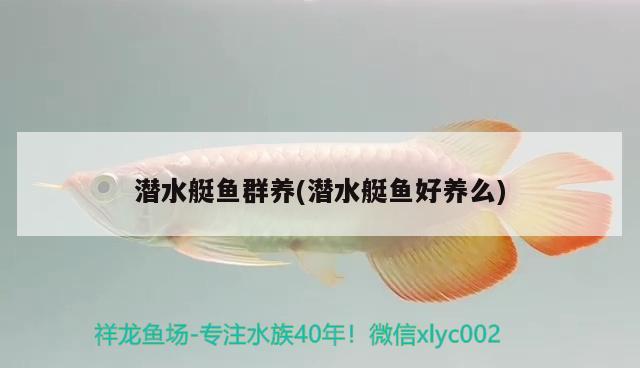 潛水艇魚群養(yǎng)(潛水艇魚好養(yǎng)么)