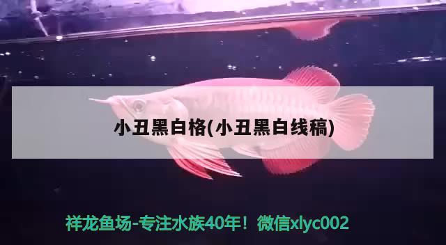 小丑黑白格(小丑黑白線稿) 觀賞魚