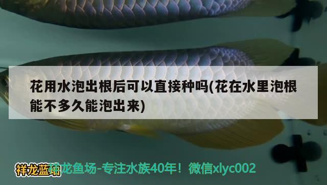 花用水泡出根后可以直接種嗎(花在水里泡根能不多久能泡出來(lái)) 觀賞魚