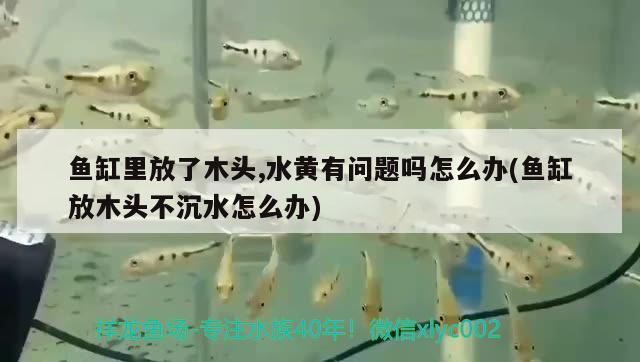 魚缸里放了木頭,水黃有問題嗎怎么辦(魚缸放木頭不沉水怎么辦) 白子關(guān)刀魚