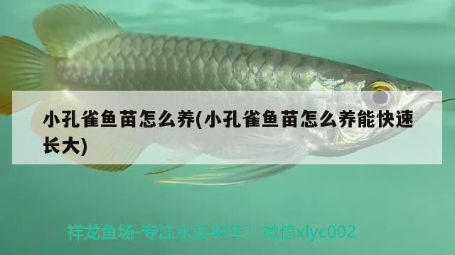 小孔雀魚(yú)苗怎么養(yǎng)(小孔雀魚(yú)苗怎么養(yǎng)能快速長(zhǎng)大) 觀賞魚(yú)