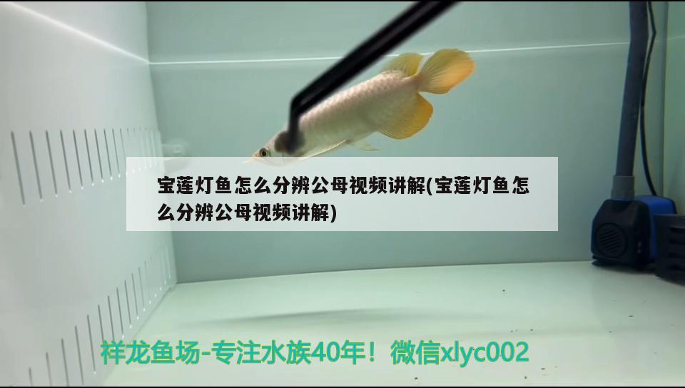 寶蓮燈魚怎么分辨公母視頻講解(寶蓮燈魚怎么分辨公母視頻講解) 觀賞魚