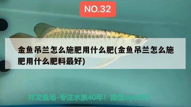 金魚(yú)吊蘭怎么施肥用什么肥(金魚(yú)吊蘭怎么施肥用什么肥料最好) 肥料