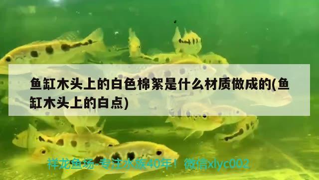 魚缸木頭上的白色棉絮是什么材質(zhì)做成的(魚缸木頭上的白點(diǎn)) 埃及神仙魚