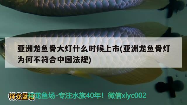 亞洲龍魚骨大燈什么時候上市(亞洲龍魚骨燈為何不符合中國法規(guī)) 觀賞魚