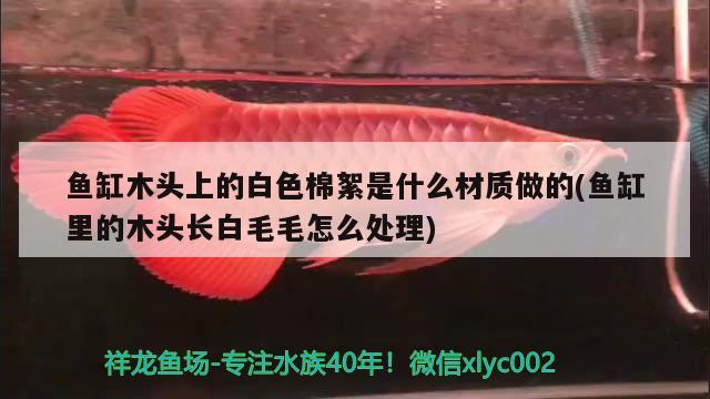 魚缸木頭上的白色棉絮是什么材質(zhì)做的(魚缸里的木頭長白毛毛怎么處理)