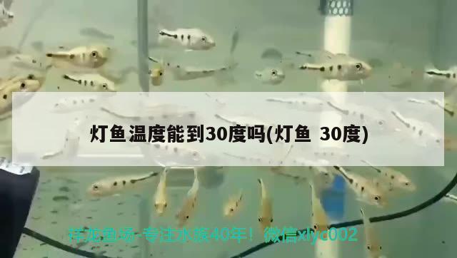 燈魚溫度能到30度嗎(燈魚30度) 觀賞魚